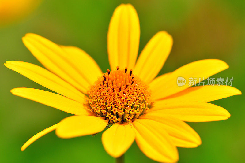 Heliopsis helianthides / Oxeye雏菊花